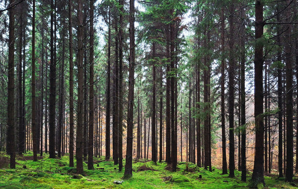 Holiday Home - Höör/Frostavallen , Sweden - S13061 107