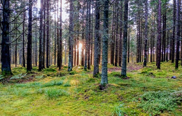Ferienhaus - Osby/Killeberg/Mörkhult , Schweden - S13071 8