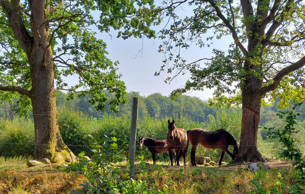 Semesterhus - Ludvigsborg/Hörby , Sverige - S13085 904
