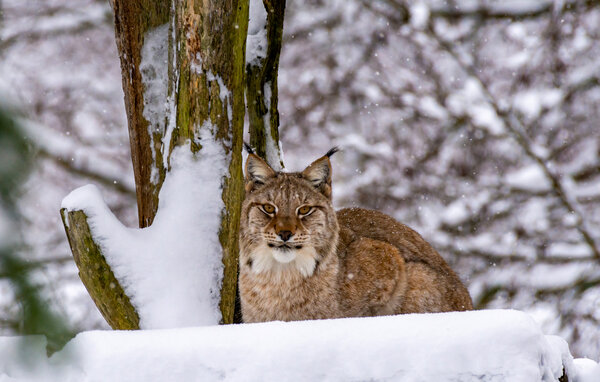 Semesterhus - Ludvigsborg/Hörby , Sverige - S13085 907