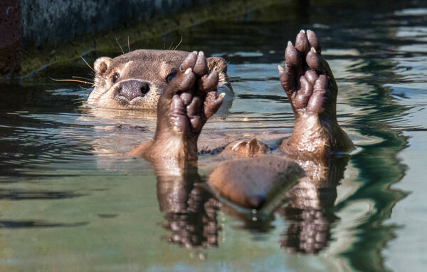 Semesterhus - Ludvigsborg/Hörby , Sverige - S13085 909
