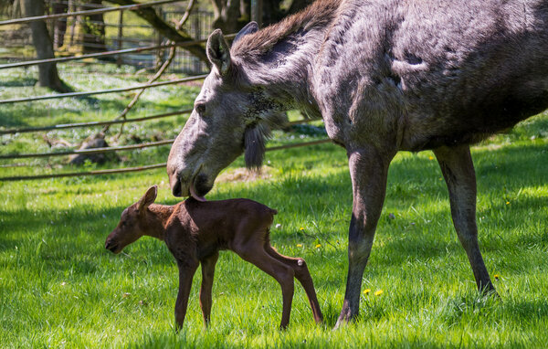Semesterhus - Ludvigsborg/Hörby , Sverige - S13085 910
