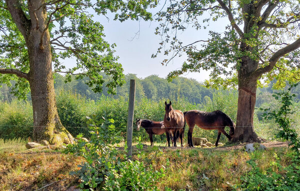 Feriehuse - Sösdala/Hässleholm , Sverige - S13102 903