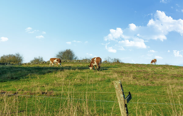 Feriehuse - Sösdala/Hässleholm , Sverige - S13102 904