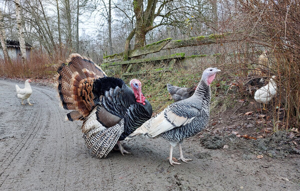 Ferienhaus - Tyringe/Hässleholm , Schweden - S13103 102