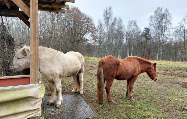 Ferienhaus - Tyringe/Hässleholm , Schweden - S13103 103