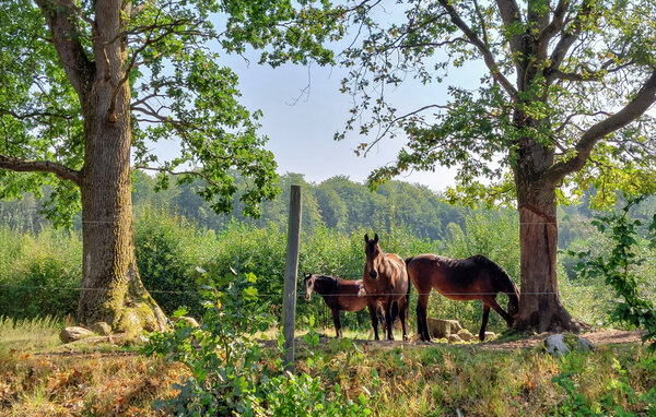 Feriehus - Ullstorp/Höör , Sverige - S13104 902