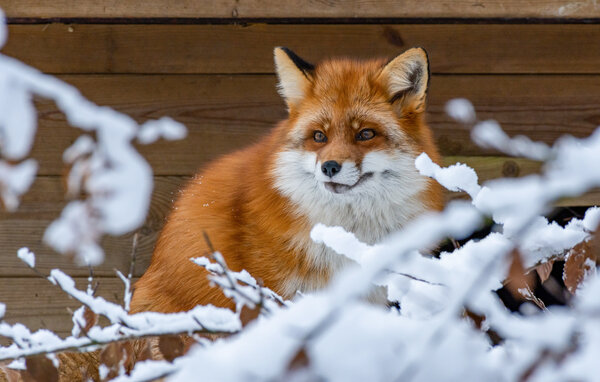 Feriehus - Ullstorp/Höör , Sverige - S13104 904