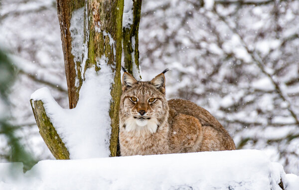 Feriehus - Ullstorp/Höör , Sverige - S13104 905