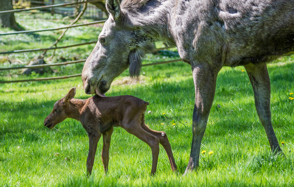 Feriehus - Ullstorp/Höör , Sverige - S13104 908