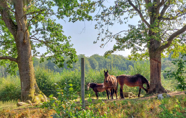 Feriehus - Tjörnarp/Höör , Sverige - S13312 804