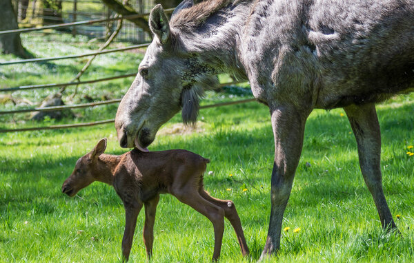 Feriehus - Tjörnarp/Höör , Sverige - S13312 805