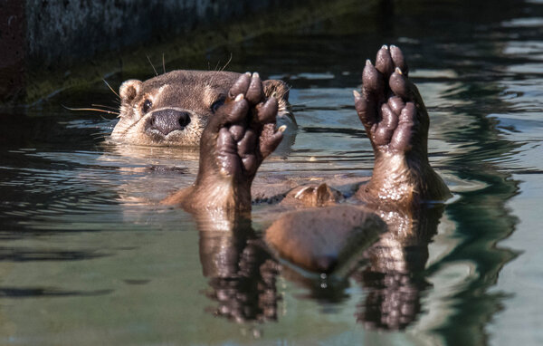 Feriehus - Tjörnarp/Höör , Sverige - S13312 807