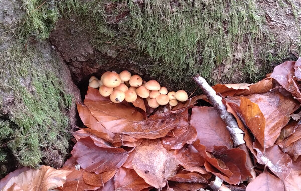 Semesterhus - Snogeholm/Sjöbo/Ystad , Sverige - S14212 906