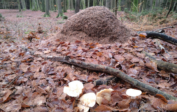 Semesterhus - Snogeholm/Sjöbo/Ystad , Sverige - S14212 907