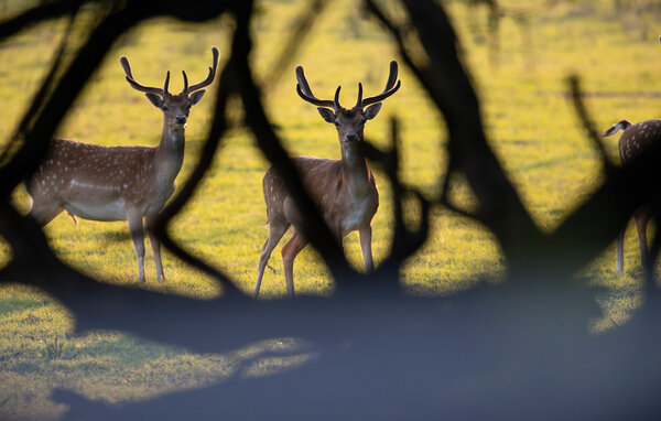 Semesterhus - Snogeholm/Sjöbo/Ystad , Sverige - S14212 909