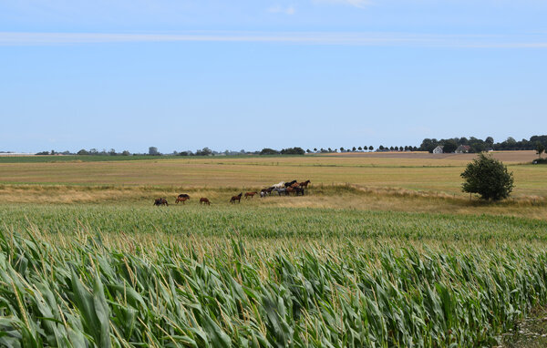 Domy wakacyjne - Tomelilla/Bollerup/Ystad , Szwecja - S14239 902
