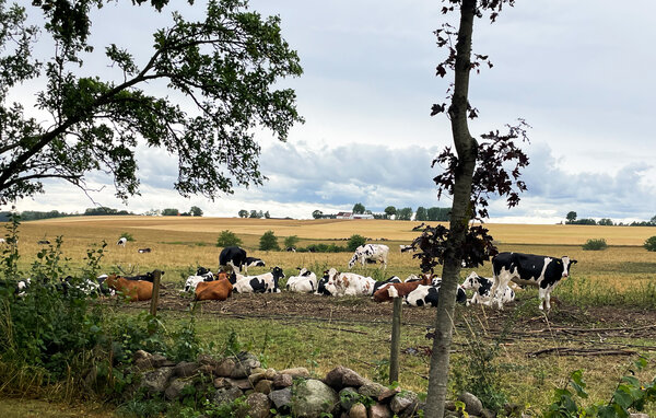 Domy wakacyjne - Tomelilla/Bollerup/Ystad , Szwecja - S14239 906