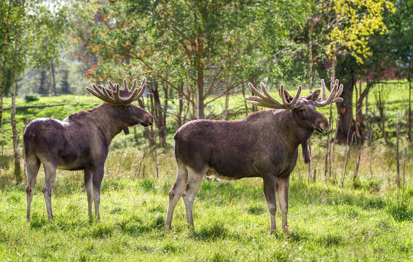 Semesterhus - Eksjö/Jönköping/Aneby , Sverige - S30577 902
