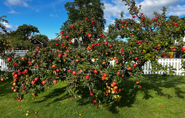 Ferienhaus - Gränna Jönköping Visingsö , Schweden - S30742 104
