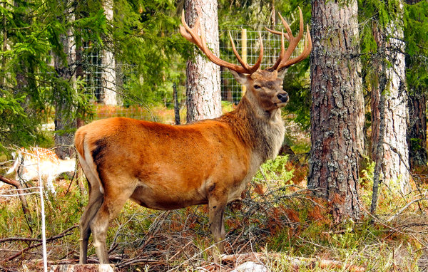 Holiday Home - Kosta Lodge , Sweden - S35353 7