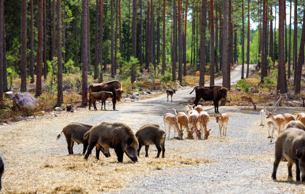 Semesterhus - Kosta Lodge , Sverige - S35358 908