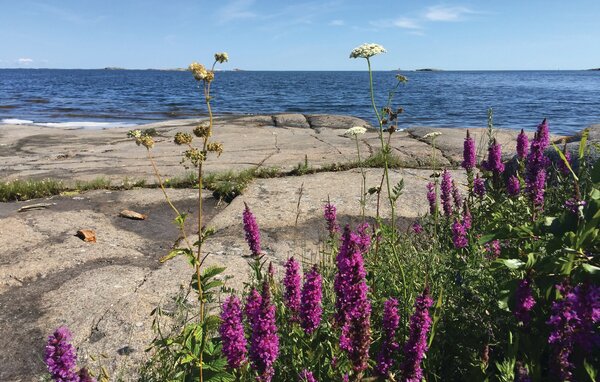 Semesterhus - Figeholm/Oskarshamn/Kalmar , Sverige - S35890 901