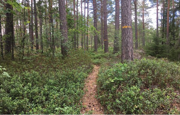 Semesterhus - Figeholm/Oskarshamn/Kalmar , Sverige - S35890 904