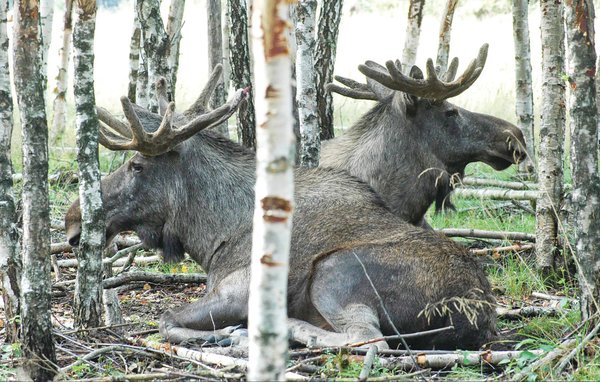 Domy wakacyjne - Sälen , Szwecja - S46579 2