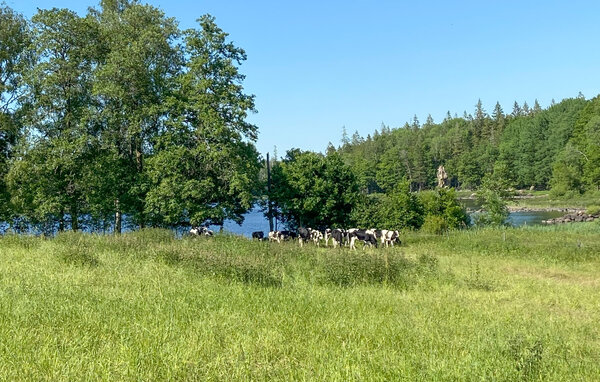 Semesterhus - Kalv , Sverige - S50221 9