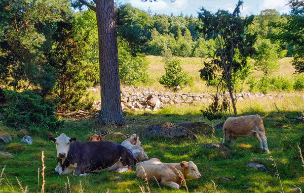 Semesterhus - Hökerum , Sverige - S54356 903