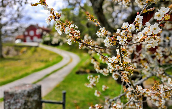 Semesterhus - Narebo Gård , Sverige - S60054 103