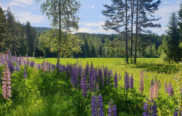 Ferienhaus - Gräsmark/Sunne , Schweden - S73372 2