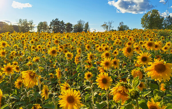 Feriehus - Smärsbol Gård/Säffle , Sverige - S73612 902